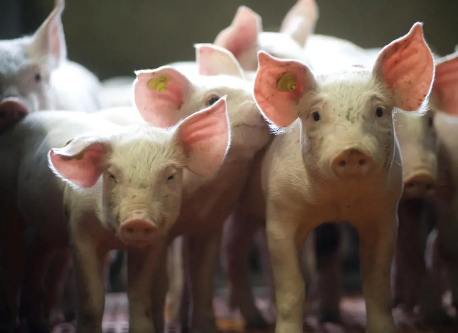 a group of cute piglets inside the farm.